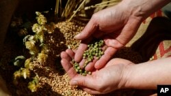 FILE - In this photo taken April 21, 2016, a brewer controls hop-pellets and barley in a brewery.