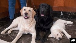 FILE- In this March 28, 2018 file photo, Labrador retrievers Soave, 2, left, and Hola, 10-months, pose for photographs as Harbor, 8-weeks, takes a nap during a news conference at the American Kennel Club headquarters in New York. 
