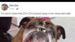 Умерла Жа Жа – самая уродливая и прекрасная собака