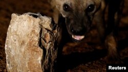 Udaba Esilethulelwe NguAlbert Ncube