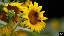 Bumble bees inspect and pollinate a sunflower on a Gaddis Farms field in Bolton, Miss., Friday, July 13, 2018. (AP Photo/Rogelio V. Solis)