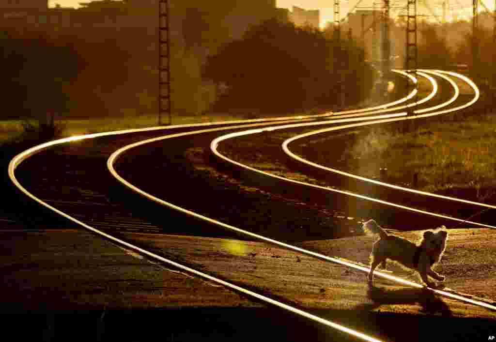 A small dog crosses subway rails in the outskirts of Frankfurt, Germany, before the sun sets on Thursday, Nov. 5, 2020. (AP Photo/Michael Probst)