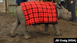 Un rhinocéros blanc de six mois, sur le plateau de Laikipia, au Kenya, le 28 avril 2016.