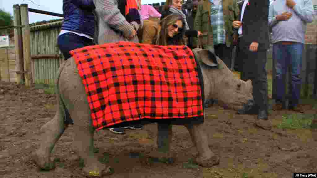 English actress and model Elizabeth Hurley, bending down, meets Ringo, a 6-month old white rhinoceros, at Ol Pejeta conservancy, home to the last three northern white rhinos on Earth, in Laikipia Plateau, Kenya, April 28, 2016.