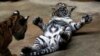 Bayi Harimau Sumatera Langka Lahir di Kebun Binatang San Francisco