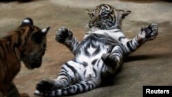 Diperkirakan hanya ada 400 harimau Sumatera yang masih tersisa di alam liar. (Foto: Dok)