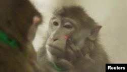 A rhesus monkey puts its hand near a laser light on its face as it looks at itself in the mirror, during experiments that showed that rhesus monkeys can learn to recognize themselves in the mirror, in this undated handout picture courtesy of Neng Gong of he Chinese Academy of Sciences in Shanghai, China.