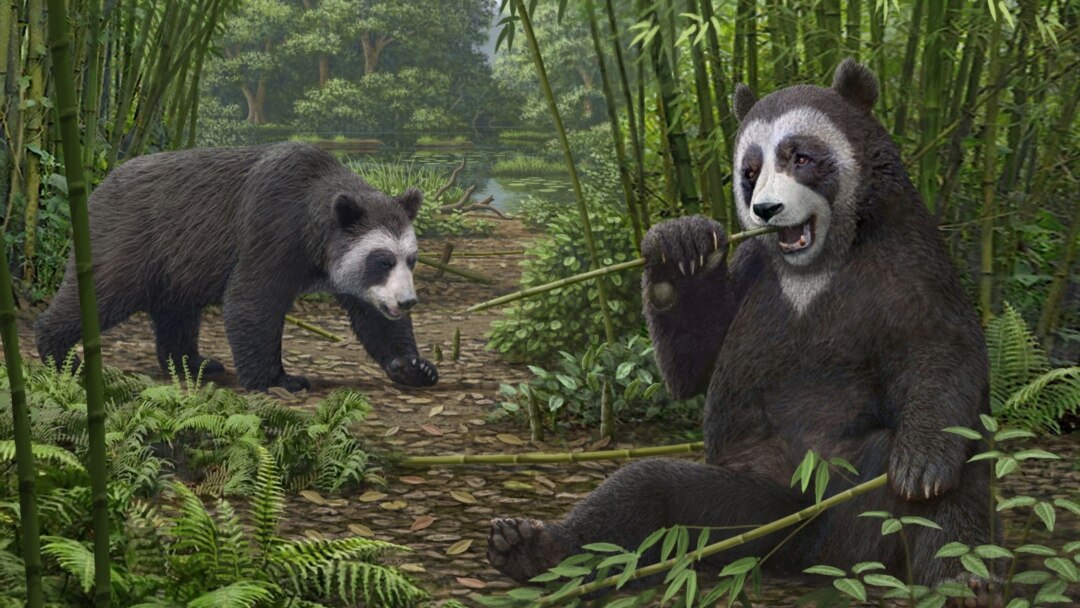 Early Version of Giant Panda's 'False Thumb' Found in China