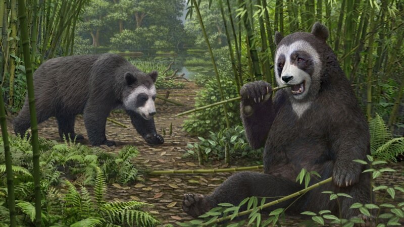 Early Version of Giant Panda’s ‘False Thumb’ Found in China