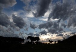 Wild horses are silhouetted against the sky at a wildlife sanctuary in Milovice, Czech Republic, July 28, 2020. Wild horses, bison and other big-hoofed animals once roamed freely in much of Europe.