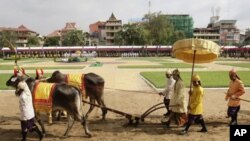 A Cambodian Prince Norodom Chakravuth, third from right, holds plow handles as he takes part in an annual royal plowing ceremony in Phnom Penh, Cambodia, Wednesday, May 9, 2012. The ceremony was held to mark the start of rice-farming season.