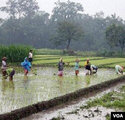 Pertanian yang membutuhkan banyak air sebaiknya dikembangkan di daerah yang ketersediaan airnya juga banyak.