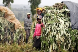 FILE - People evicted from the forest stand by shelters on the outskirts of the Mau Forest in the Kenyan Rift Valley, Nov. 18, 2009. Human Rights Watch says Kenya is forcefully evicting people from the forest, causing at least nine deaths.