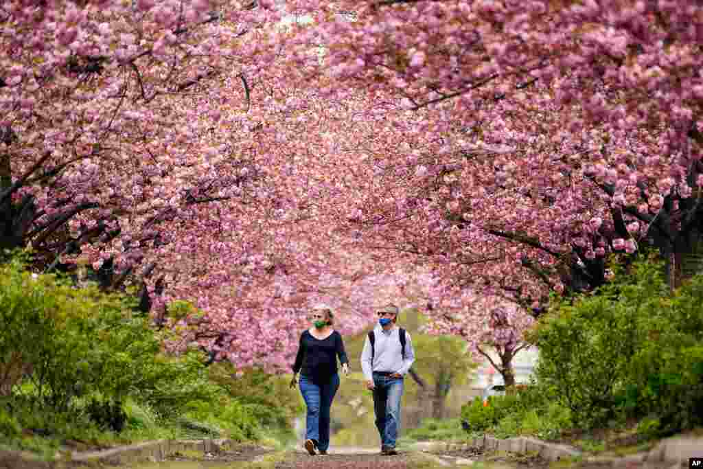 People walk beneath blossoming cherry trees along Columbus Boulevard in Philadelphia, Pennsylvania, April 14, 2021.