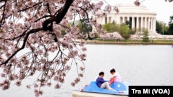 Cherry blossom in Washington DC