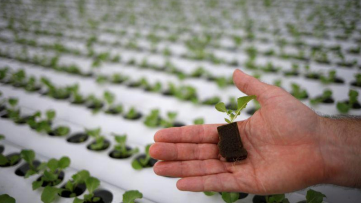 Singapore Seeks to Increase Local Food Production with Rooftop Farming