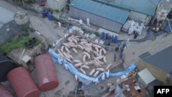 지난 9월 북한과 인접한 한국 파주의 한 농장에서 아프리카돼지열병 발병이 확인된 후 돼지들을 격리하고 있다.