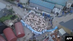 지난 17일 한국 파주의 한 농장에서 아프리카돼지열병 감염이 확인된 돼지들을 격리하고 있다.