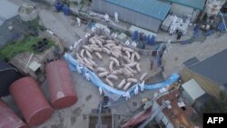 17일 한국 파주의 한 농장에서 아프리카돼지열병 감염이 확인된 돼지들을 격리하고 있다.