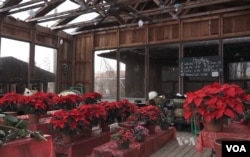 Krop's Crops also sells other holiday and season items, such as poinsettia plants.