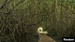 FILE - Red mangroves are seen at the Churute Mangroves Ecological Reserve in Guayaquil, Ecuador, Sept. 28, 2016. 