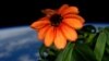 Cinija, jednogodišnja baštenska biljka, poznata i kao "lepi čovek" uspešno procvetala na Međunarodnoj svemirskoj stanici