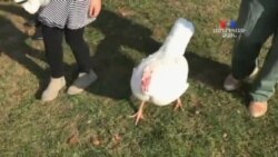 Գոհաբանության օր. Հնդկահավը՝ որպես ճաշի մասնակից, այլ ոչ թե ուտեստ