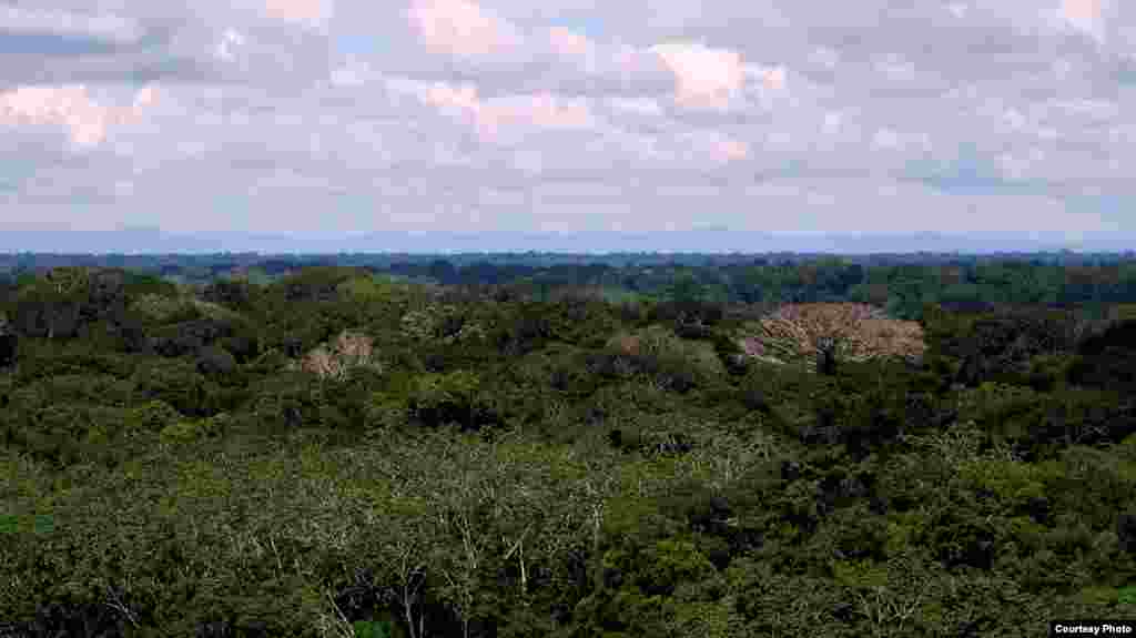 The Carnegie Institution Spectranomics project debut study collected and analyzed foliage from 3,560 canopies across 19 forests in Peru, including this lowland area. (Greg Asner)