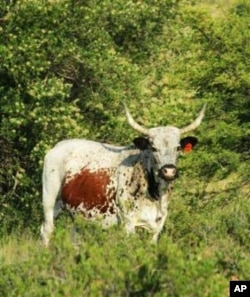 Great South African beef comes from indigenous cattle such as the Nguni breed