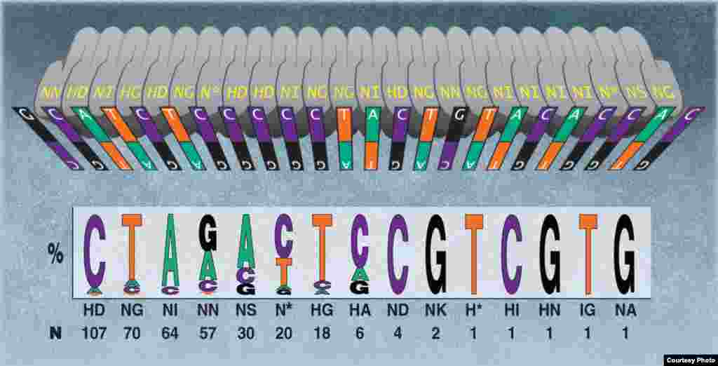 A new scientific tool gave researchers the ability to activate or alter specific genes in Zebra fish, toads, livestock and other animals, even cells from patients with disease. (Science/AAAS)