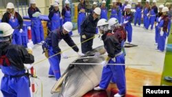 Para peneliti memeriksa paus minke di pelabuhan Ayukawa, di Ishinomaki, Prefektur Miyagi, 26 April 2014.