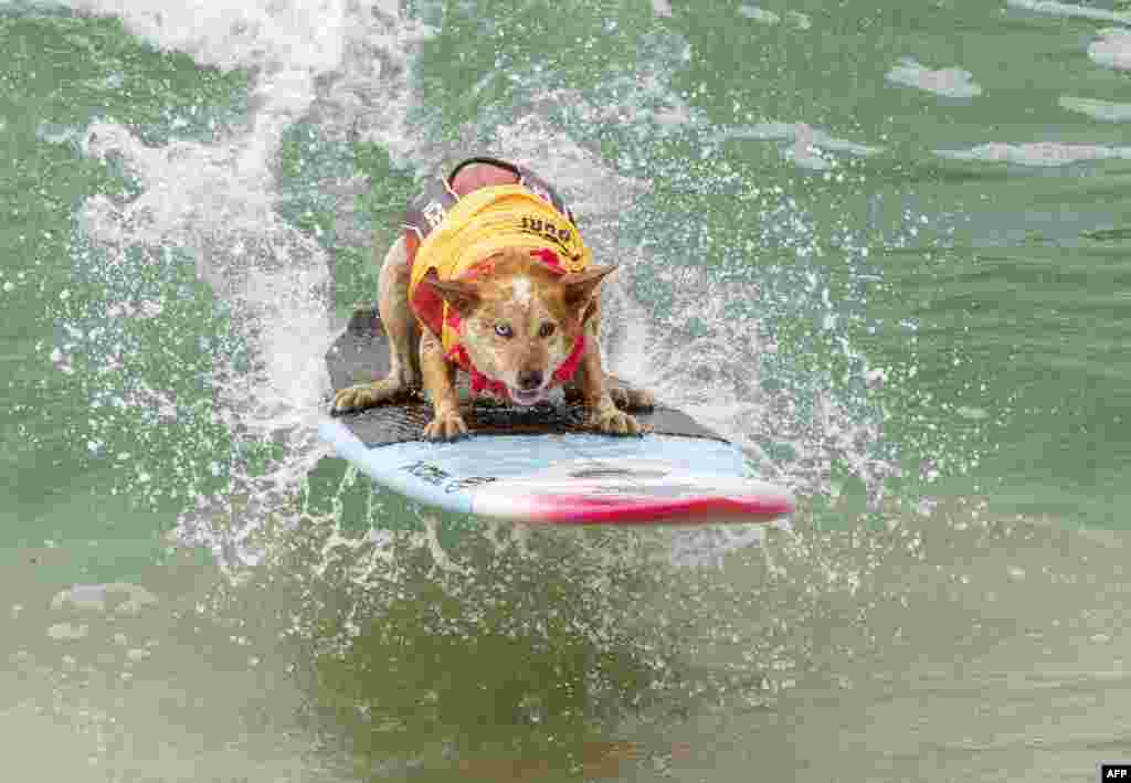 Skyler Henard competes in the 2019 Surf City Surf Dog contest in Huntington Beach, California, Sept. 28, 2019.