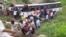 In this grab made from video provided by KK Productions, rescuers pull out passengers from a bus that fell into a gorge in Jagtiyal district of Telangana, India, Sept. 11, 2018. 