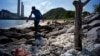 A volunteer collects the congealed palm oil which has been blanketing the shores of Hong Kong's Lamma Island, Aug. 8, 2017.