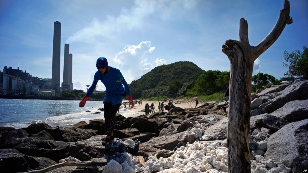 Seorang relawan ikut mengumpulkan gumpalan minyak sawit yang membeku di pantai Pulau Lamma, Hong Kong, Selasa (8/8). 