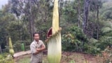 Holidin, penggerak pelestarian di Taman Konservasi Puspa Langka Tebat Monok, Kepahiang, Bengkulu. (foto: dok pribadi)