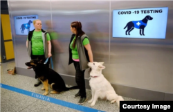 赫尔辛基机场进行训练狗来检测新冠病毒的试点项目。