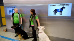 Cães treinados para detectar o Coronaírus na Suécia