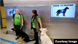 Cães treinados para detectar o Coronaírus na Suécia
