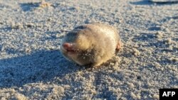 A handout photographed released on Nov.28, 2023 by the Endangered Wildlife Trust shows De Winton's Golden Mole.