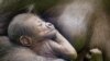 Kira, induk gorila berusia 23 tahun, memegang bayinya yang baru lahir di kandangnya di Kebun Binatang Moskow, Rusia (21/11).