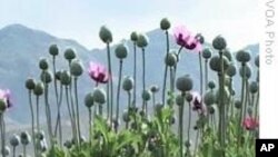 美国否认参与打击阿富汗毒品走私