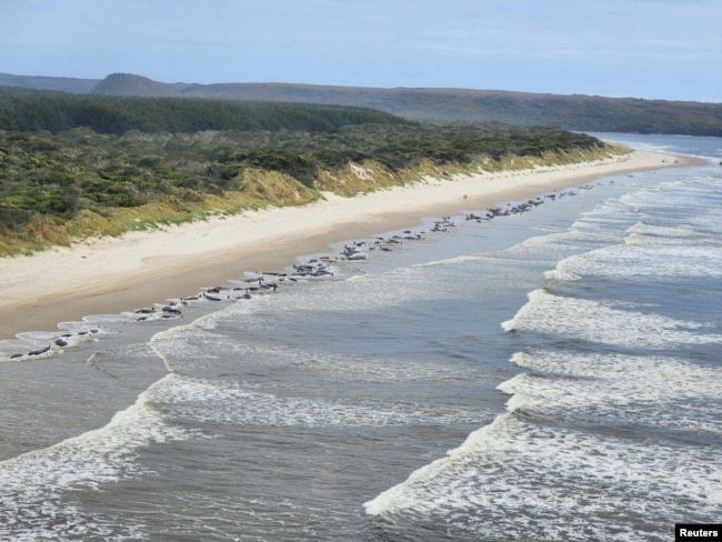 An aerial view shows beached whales in Macquarie Harbour, Tasmania, Australia, September 21, 2022. (NRE Tasmania/Handout via REUTERS)