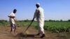 Sudanese farmers prepare their land for agriculture on the banks of the river Nile in Khartoum, November 2009 file photo.