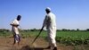 No Cash, No Crops: Sudan Farmers