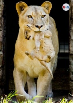 El zoológico ofrece una experiencia única de contacto con la riqueza natural y cultural. [Foto: Angélica Trejos Posso, VOA]