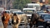 بھارت میں گائے کے تحفظ کے نام پر قتل کا کیس؛’جرم سنگین تھا مگر سزا کم دی گئی‘ 