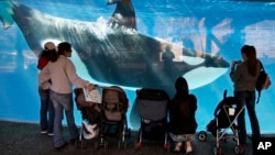Orang-orang menonton seekor paus pembunuh melalui dinding kaca di SeaWorld di San Diego, 30 November 2006.