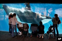 FILE - People watch through the glass as a killer whale passes by while swimming in a display tank at SeaWorld in San Diego, Nov. 30, 2006.