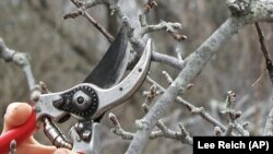 This undated photo shows part of an apple branch being pruned in New Paltz, N.Y. Apple trees must be pruned eventually to encourage new spurs and avoid overcrowding.